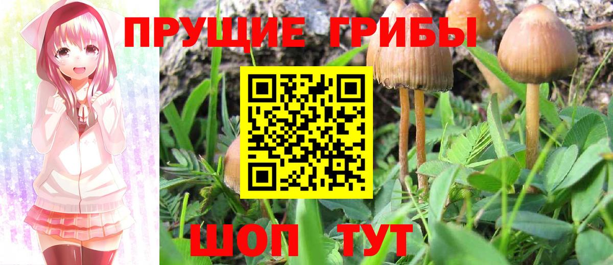 Псилоцибиновые грибы Cubensis Амурск